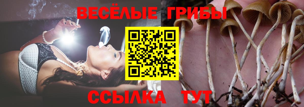 Шатура  закладки  Вход с VPN  Галлюциногенные грибы Psilocybine cubensis 